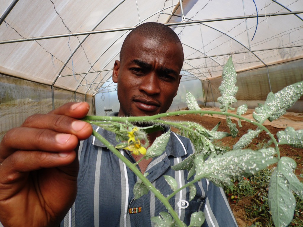 white flies Nathan Mala Kiambu By Laban Robert.JPG